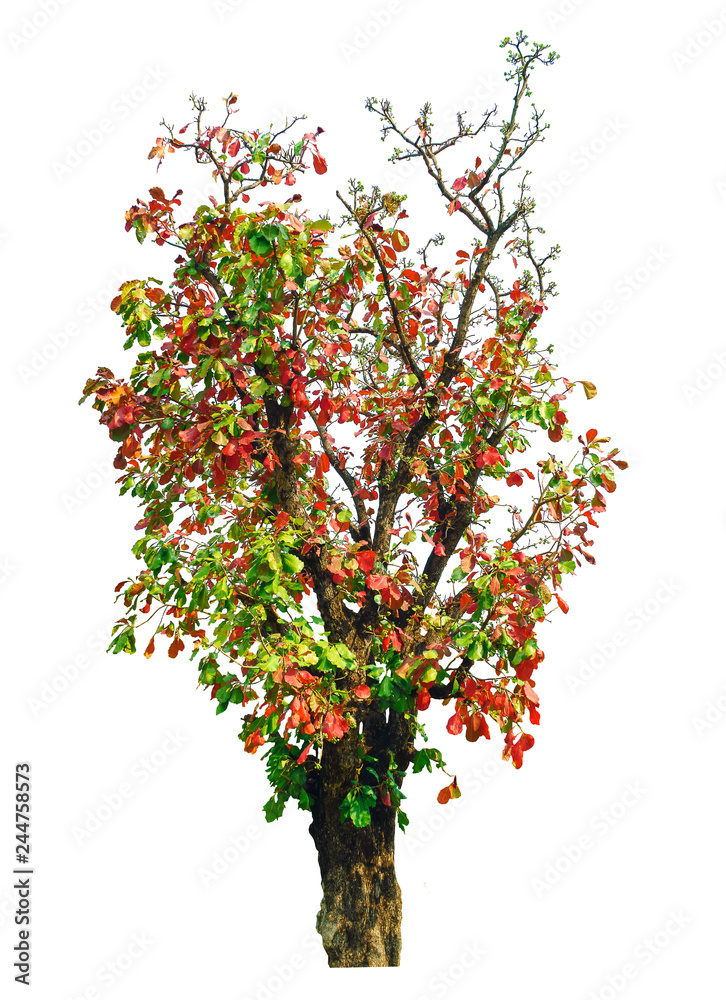 Tree isolated on white background, with clipping path.