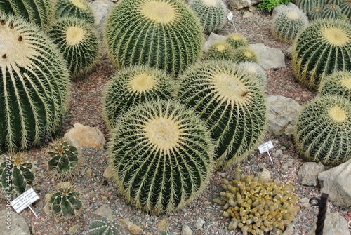 Cacti close-up