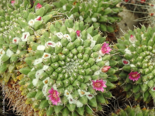 Cacti close-up