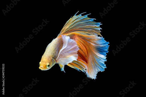The moving moment beautiful of yellow siamese betta fish or half moon betta splendens fighting fish in thailand on black background. Thailand called Pla-kad or dumbo big ear fish.