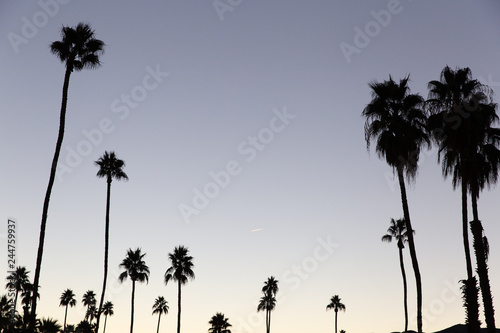 Palm trees silhouettes at sunrise in Palm Springs, California.