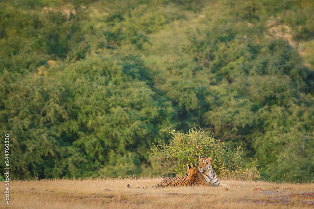 Obraz premium Tigress in nature habitat. Tiger with her cubs at Ranthambore Tiger Reserve, India