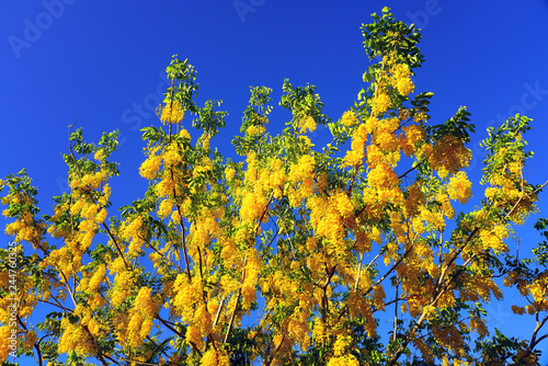 Bright yellow flowers of the Golden Shower tree (Cassia fistula)