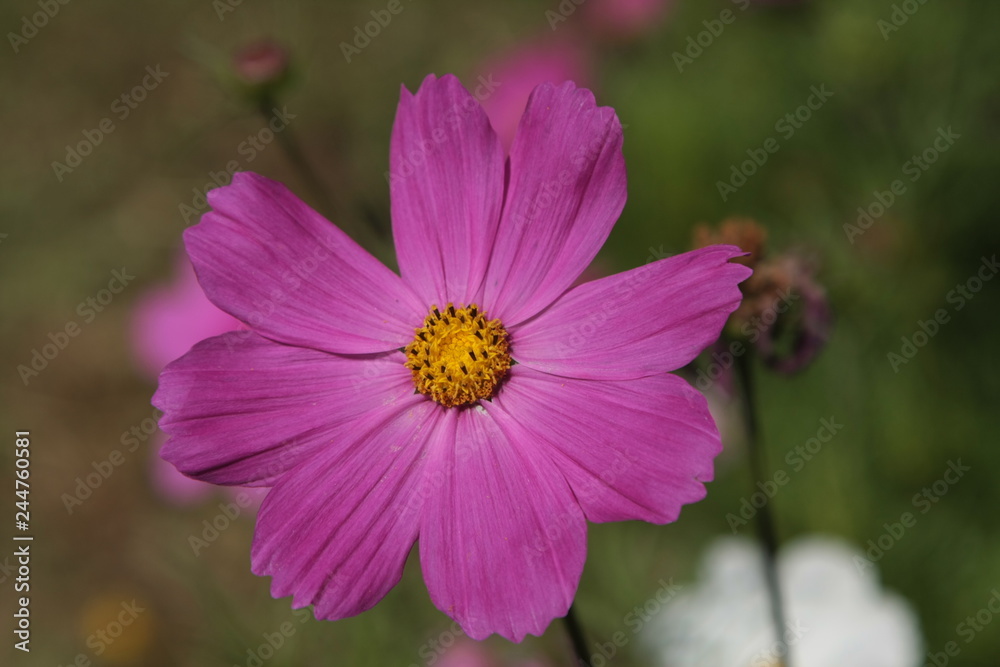 Fototapeta premium Flor