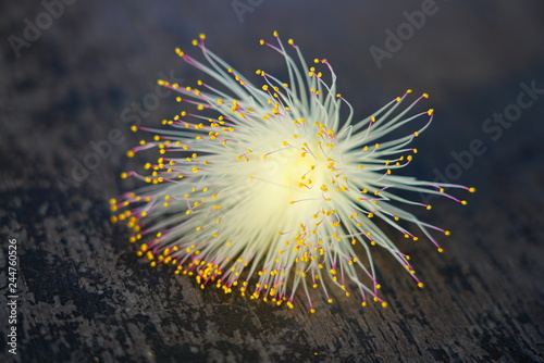 Powder puff flower of the Fairy Duster Calliandra tree in Tahiti, French Polynesia photo