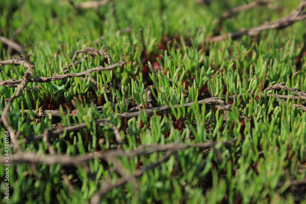 Grass on green background
