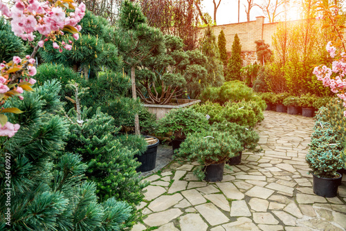 Canvas Print Garden shop. A row of plants for landscape design