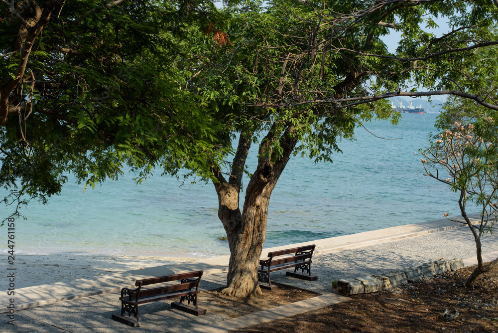 Two outdoor wooden benches under the big tree at the seaside.