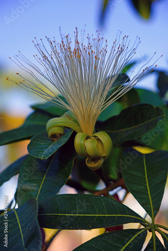 Powder puff flower of the Fairy Duster Calliandra tree in Tahiti, French Polynesia