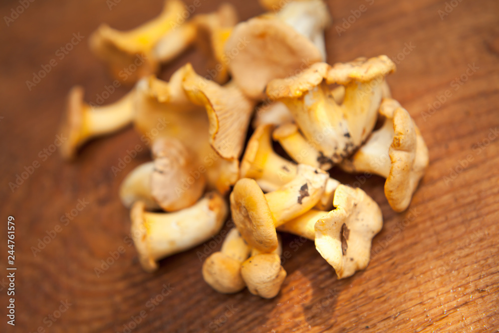 Wild orange Chanterelle Mushrooms - Cantharellus cibarius, edible treat well known in French cuisine. Foraging for wild delicacy, gourmet foods - delicious fungi. Wild orange Chanterelle Mushrooms - Cantharellus cibarius, edible treat well known in French cuisine. Foraging for wild delicacy, gourmet foods - delicious fungi.