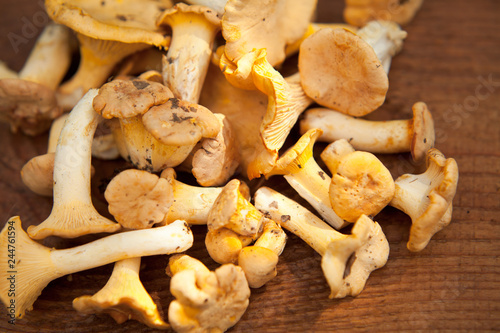 Wild orange Chanterelle Mushrooms - Cantharellus cibarius, edible treat well known in French cuisine. Foraging for wild delicacy, gourmet foods - delicious fungi.
