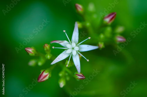 flower on green background