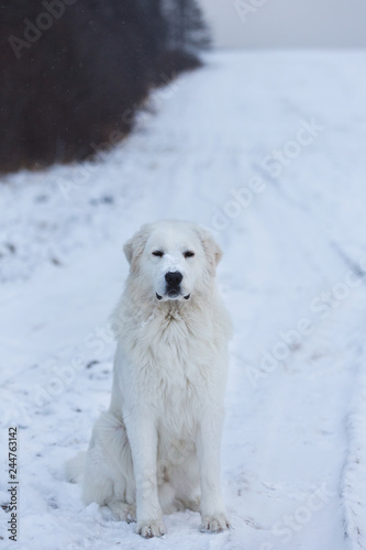 Gorgeous maremmano-abruzzesse sheepdog sitting on the snow in the field in winter
