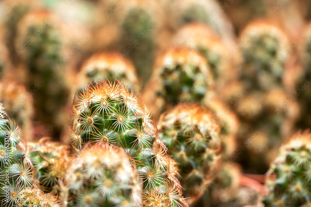 Cactus Cactus