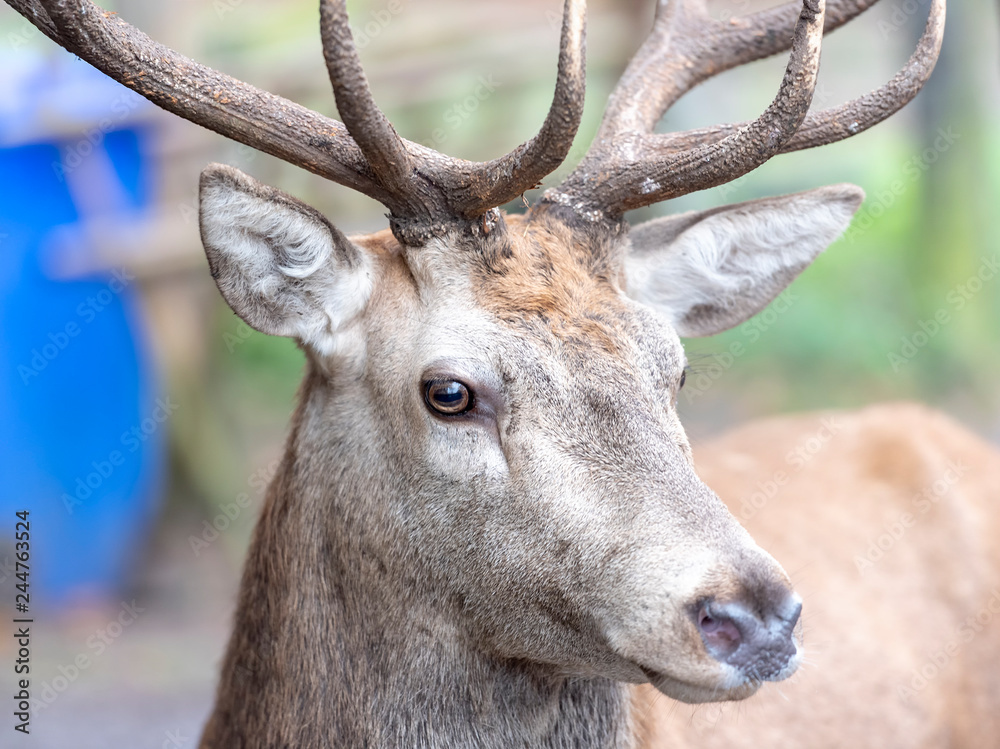 Fototapeta premium portrait of a deer