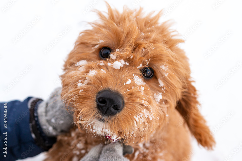 Cute Dog Staring at the Camera with Snow on Face Cute Dog Staring at the Camera with Snow on Face