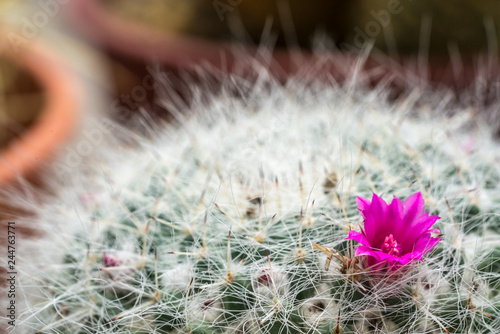 Cactus