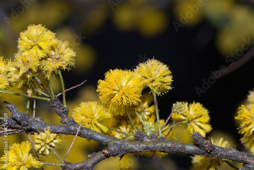 flor de AROMO ESPINILLO Acacia caven photo