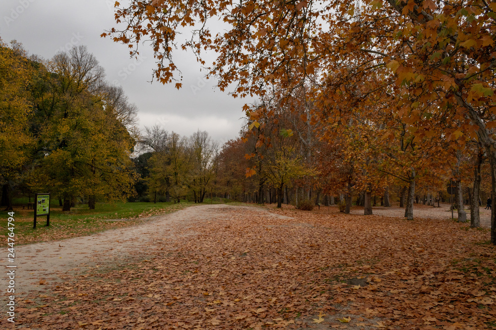 Obraz premium Trees in autumn