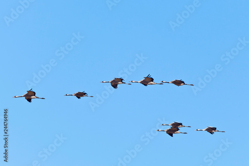 Flock of cranes