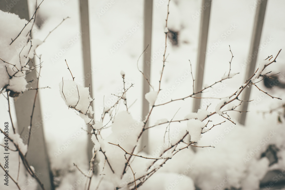 Metalic fence and branch in snow closeup