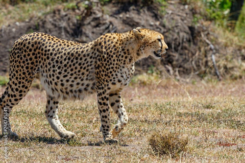 Close up of a Cheetah walking on the savannah