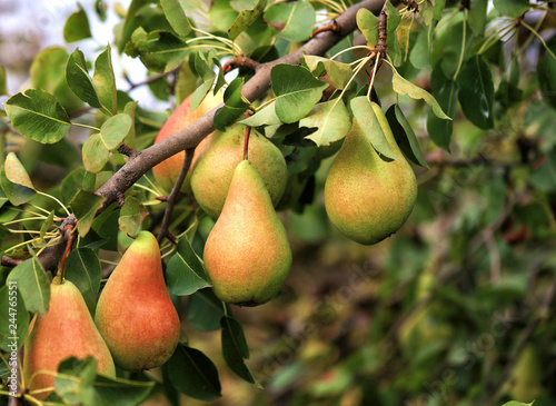 Ripe pears on branch on the background of blurred foliage.