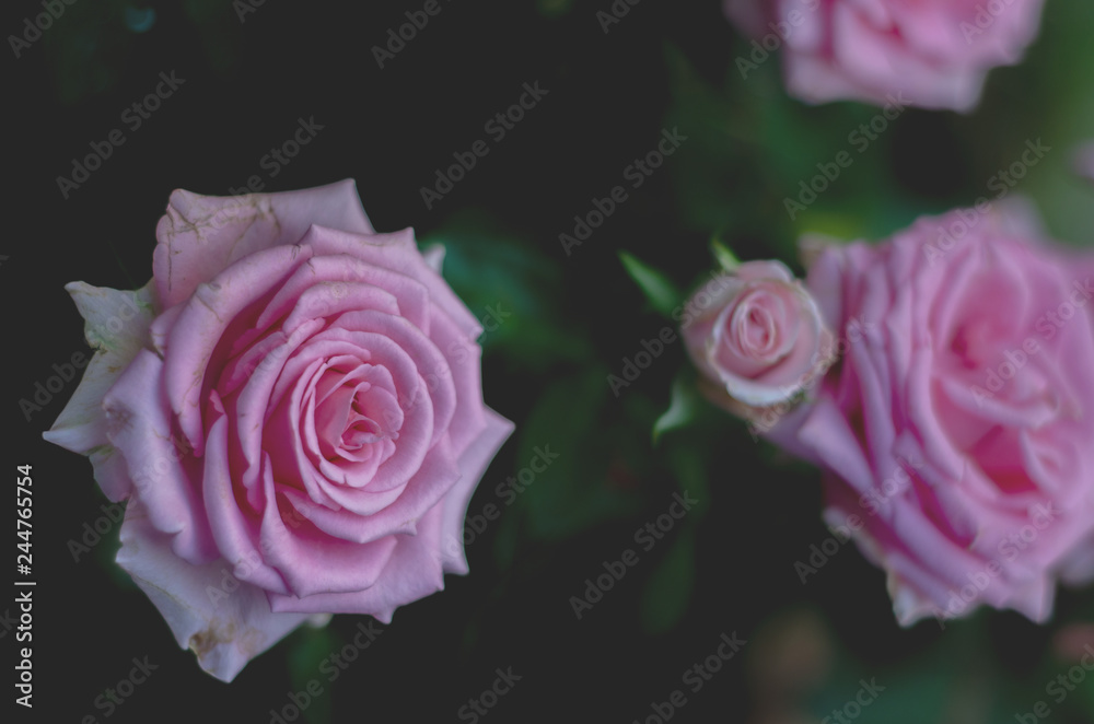 Pink roses in the morning garden.Dark green tone.Do not focus on objects. Pink roses in the morning garden.Dark green tone.Do not focus on objects.