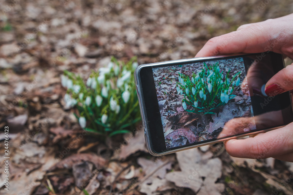 woman taking picture of snowdrops in city park woman taking picture of snowdrops in city park