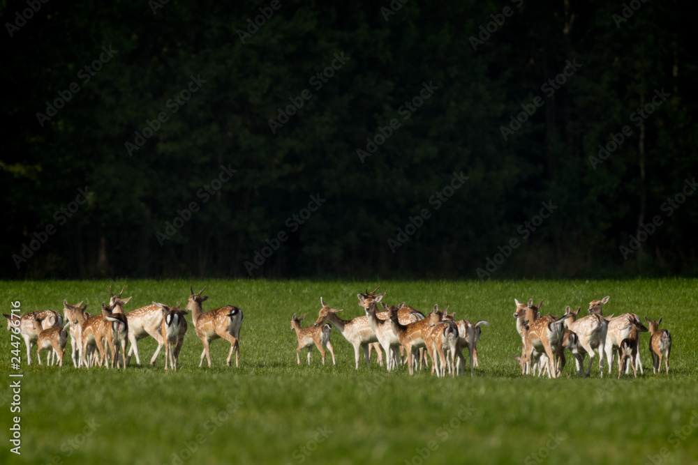 deer in green field on summer day deer in green field on summer day