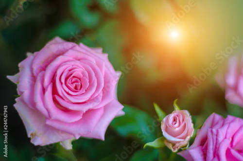 Pink roses in the morning garden.Dark green tone.Do not focus on objects.