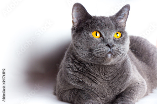 Portrait of Young beautiful gray British cat isolated on white background