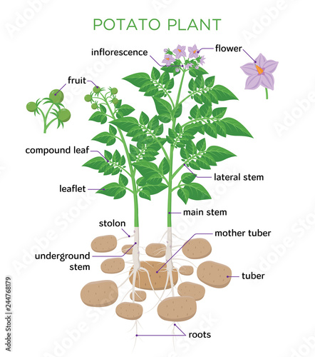 Potato plant vector illustration in flat design. Potato growth diagram with parts of plant, tubers, stem, roots, flowers, seeds isolated on white background.