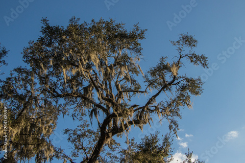 Spanish Moss hanging from a tree