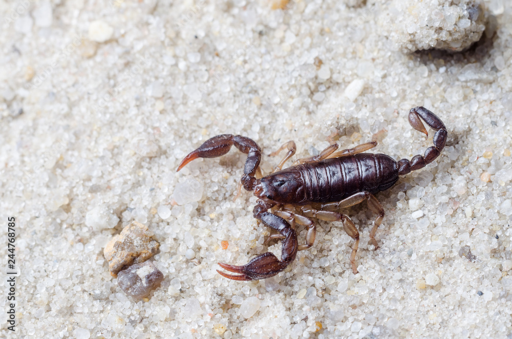 Scorpion creeps on the sand close up Scorpion creeps on the sand close up