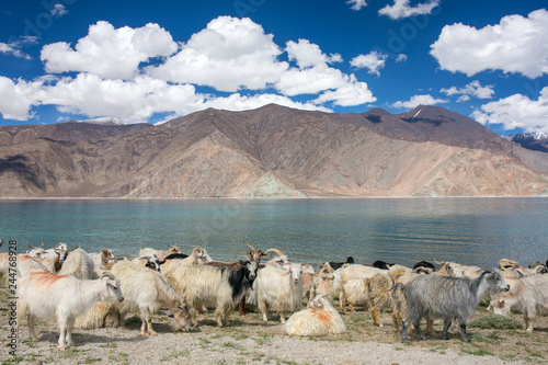 Herd of goats grazing on the meadow near the highland lake Pangong Tso in Ladakh