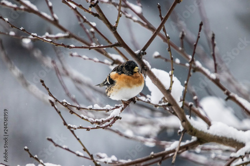 Vogel als Farbklecks