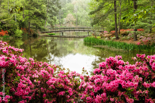 Azalea Flower Garden with Lake and a Footbridge