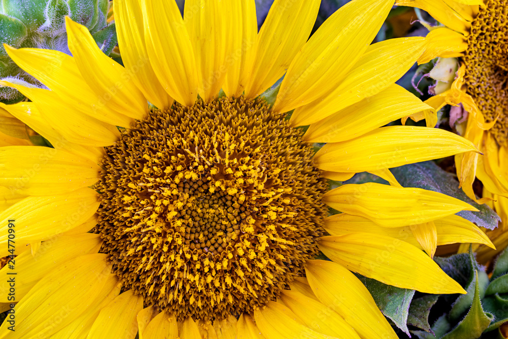 Obraz premium Sunflower natural background. Sunflower blooming.