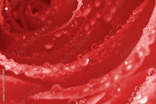 image of beautiful flowers of roses close up