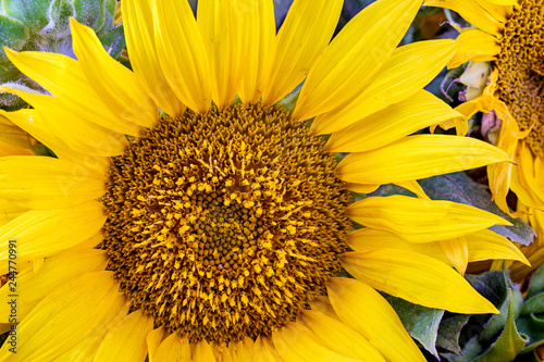 Fototapeta Naklejka Na Ścianę i Meble -  Sunflower natural background. Sunflower blooming.