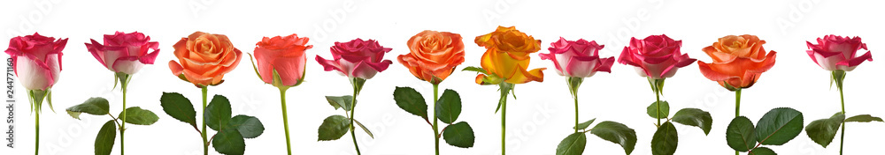 image of beautiful flowers of roses close up image of beautiful flowers of roses close up