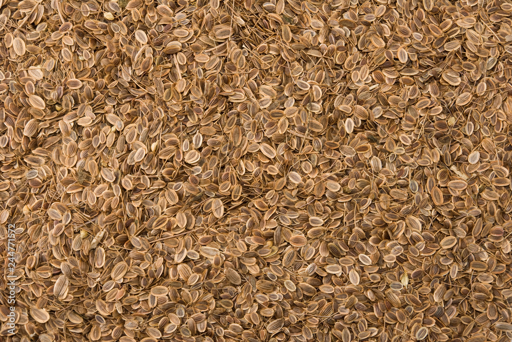 cumin seed closeup image cumin seed closeup image