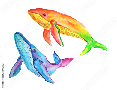 Watercolor blue purple and yellow orange whales on white background. Hand painted illustration of two multicoloring whales.