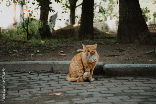 Big red cat photo