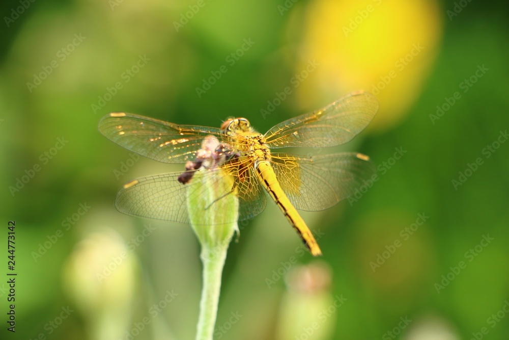 dragonfly on leaf