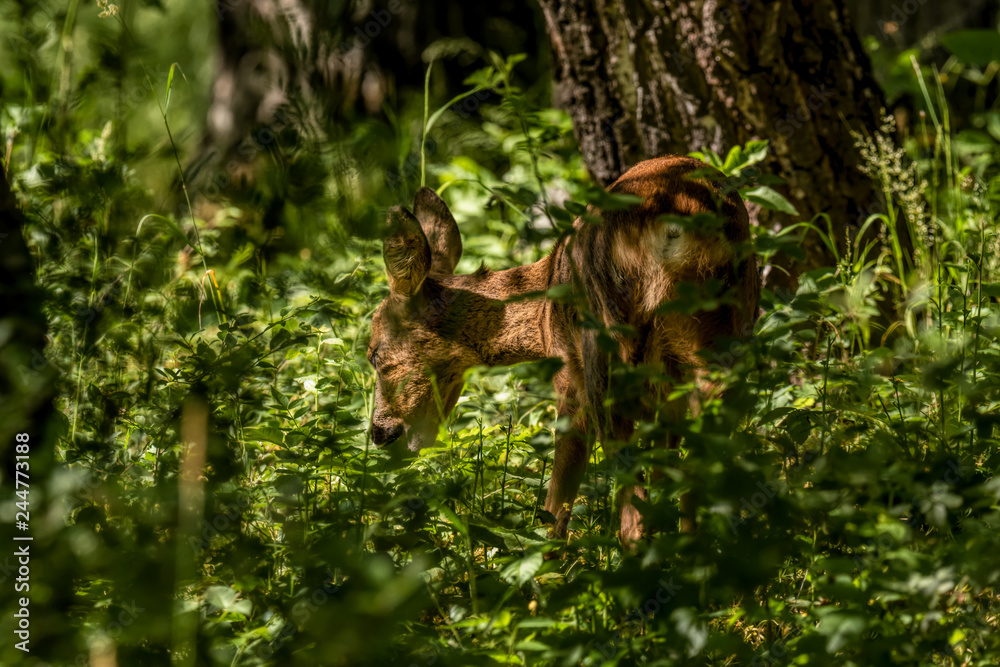 roe deer in lush forest in summer