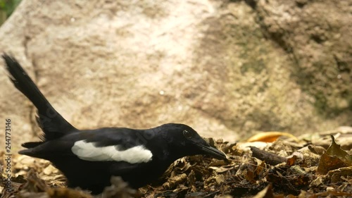Seychelles magpie robin, Copsychus sechellarum, eating bugs on the forest floor photo