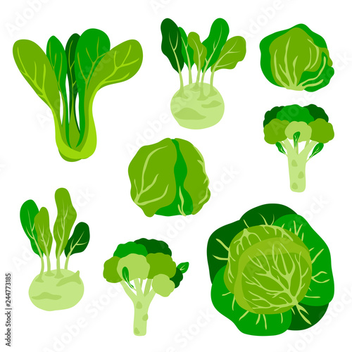 vector cute  childish green vegetables cabbage set on bok choy kohlrabi broccoli salad iceberg white for your design menu cafe farmer market photo