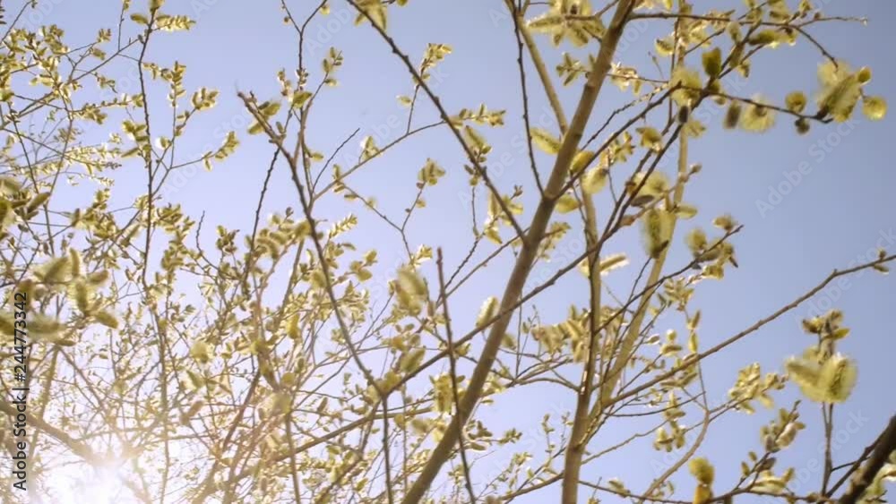 Wild bees flying around a blooming tree in spring time Wild bees flying around a blooming tree in spring time